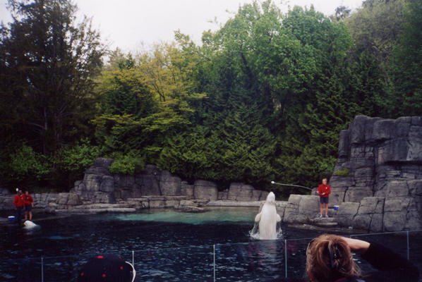 Beluga Whales