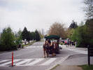 Horses in Stanley Park