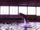 Marineland 1