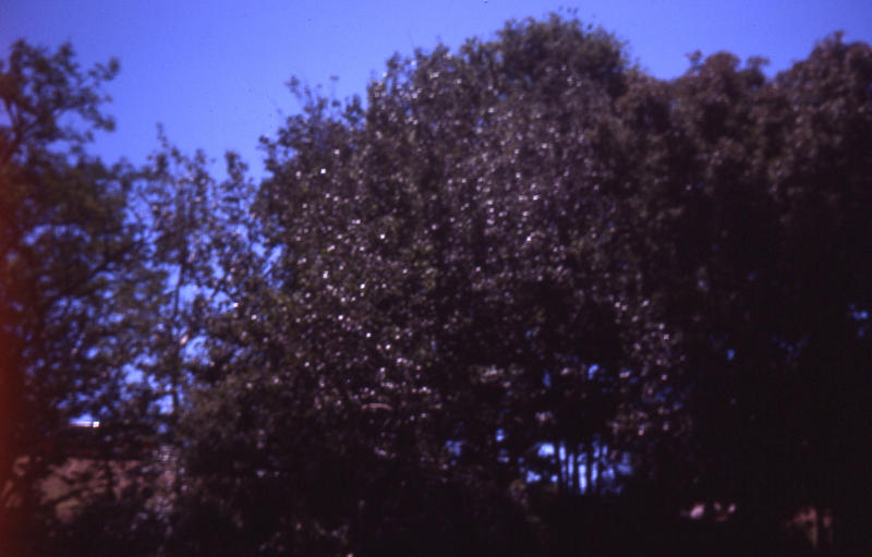 River Torrens Tree