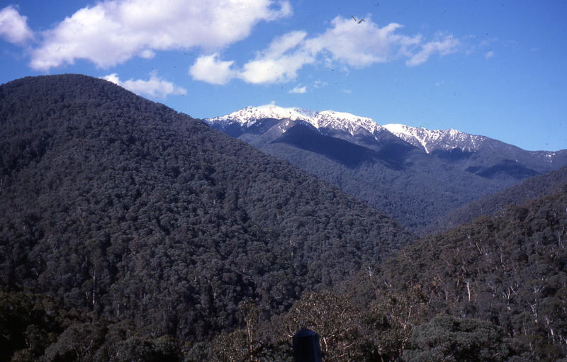 43 Bogong