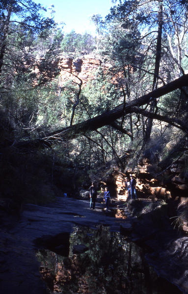 Alligator Gorge The Terrecos