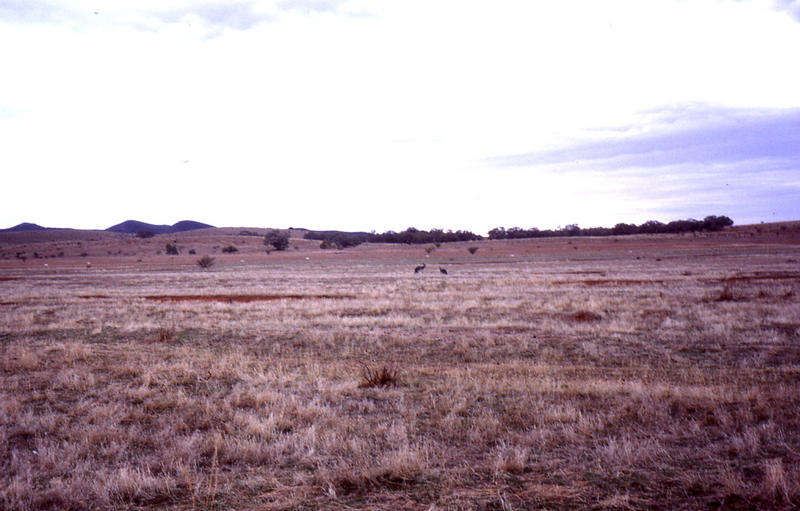 Kangaroos