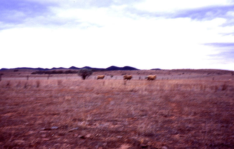 Merino Sheep