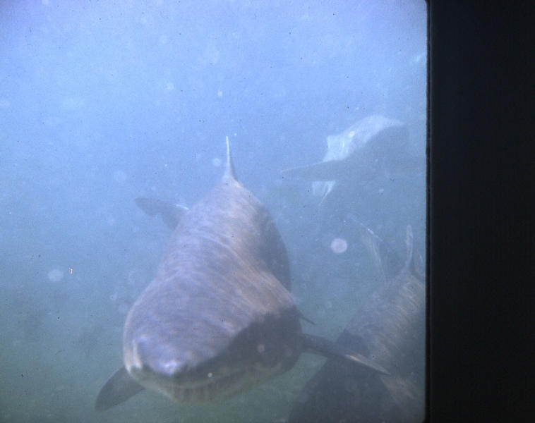 Marineland Jaws