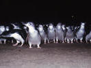 Penguin Parade