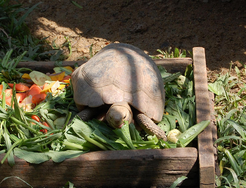 He doesn't have to move far to get his lunch