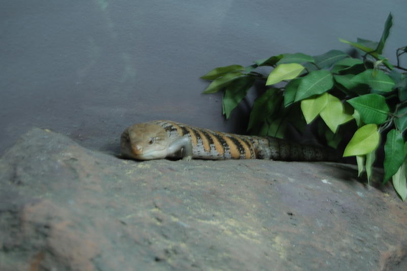 Blue Tongue Lizard