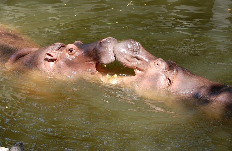 Hippo Loving!