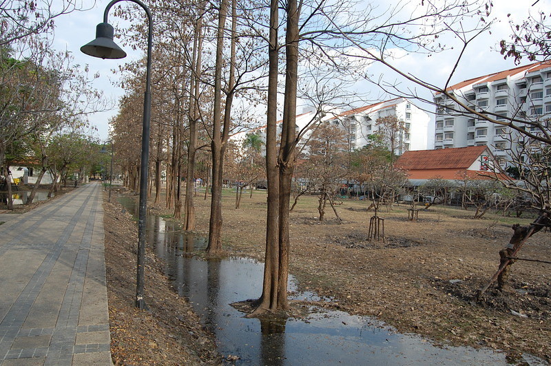 17 Dead grass and bushes on campus