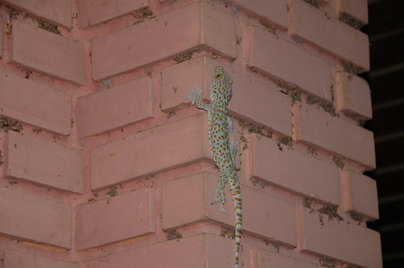 Lizard