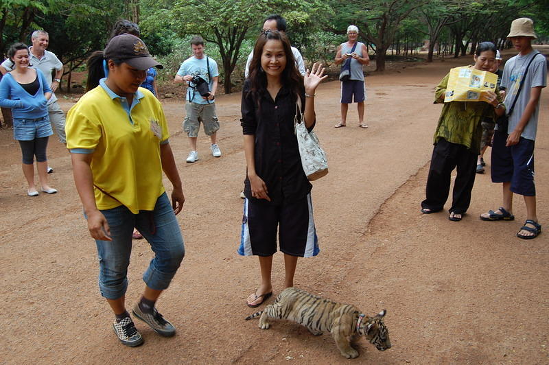 Two month old tiger cubs 