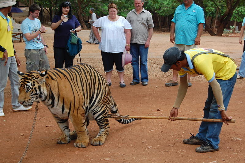 Tigers. Shit. Wooden Spoon. Please, no Richmond jokes!