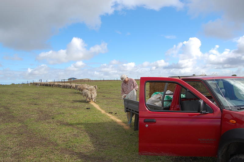 20 Brett feeding the sheep oats