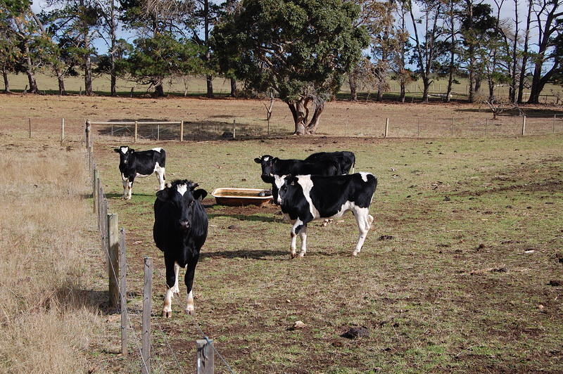 22 Milking cows