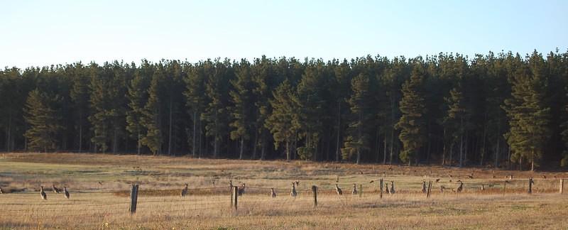 22 Kangaroos