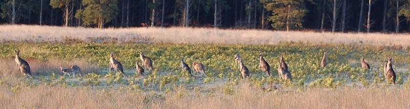 24 Kangaroos