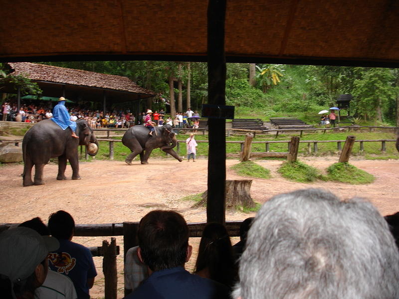 Elephant Football