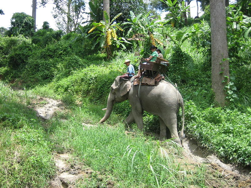 Elephant Trek