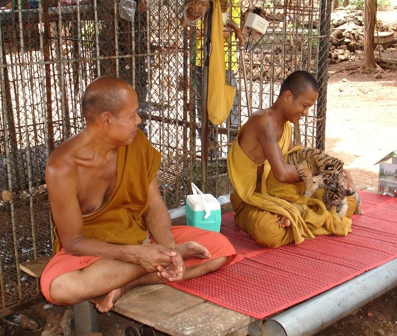 Monks and Tiger Cubs