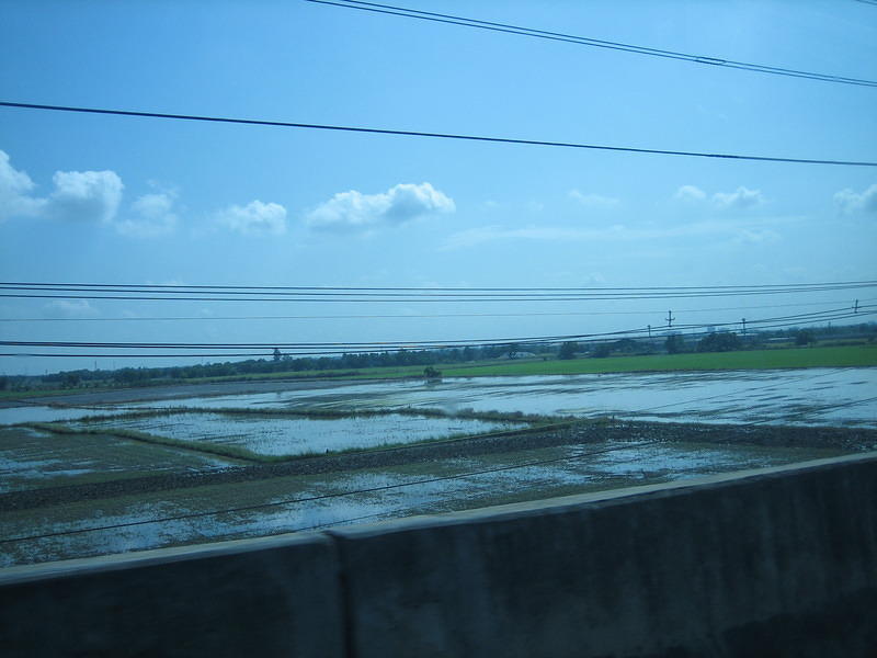 Rice fields