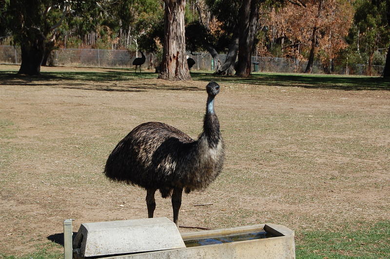 Emu