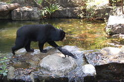 Bear vs Crow