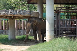 Thai Elephant