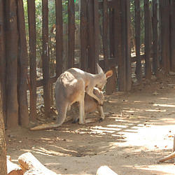 Kangaroos