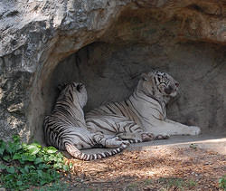 Tigers