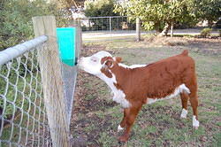 01 Hand feeding the calf