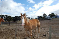 03 One of Pete's horses