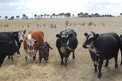 16 Cattle at Gayden's