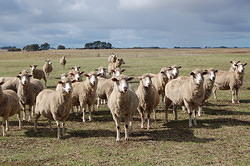 19 Sheep at Pete's place