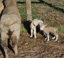 32 Two newborn lambs