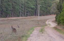 21 Kangaroos