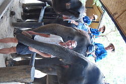 Maesa Elephant Farm