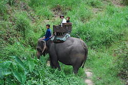 Maesa Elephant Farm