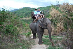 Maesa Elephant Farm