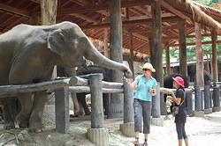 Maesa Elephant Farm