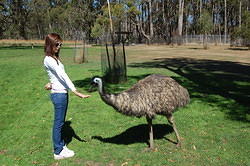 Emu