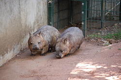 Wombats