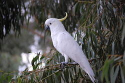 Cockatoo