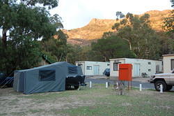 Kangaroos at Halls Gap Caravan Park